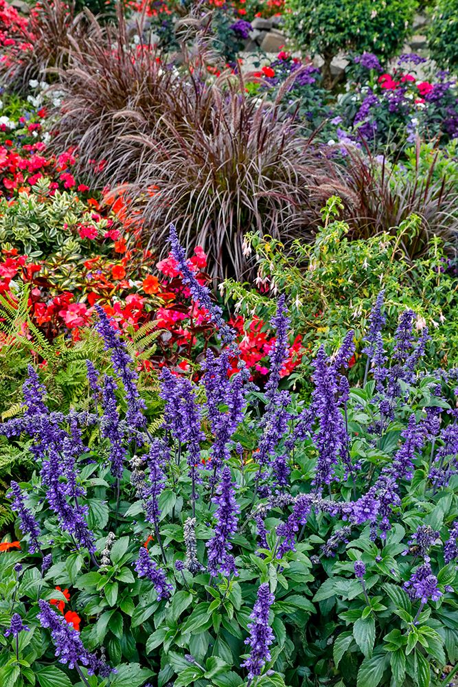 USA- Oregon. Cannon Beach Garden and path with Blue Salvia and reddish geraniums art print by Darrell Gulin for $57.95 CAD