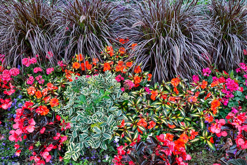 USA- Oregon. Cannon Beach Garden with orange New Guinea impatiens- grasses and reddish geraniums art print by Darrell Gulin for $57.95 CAD