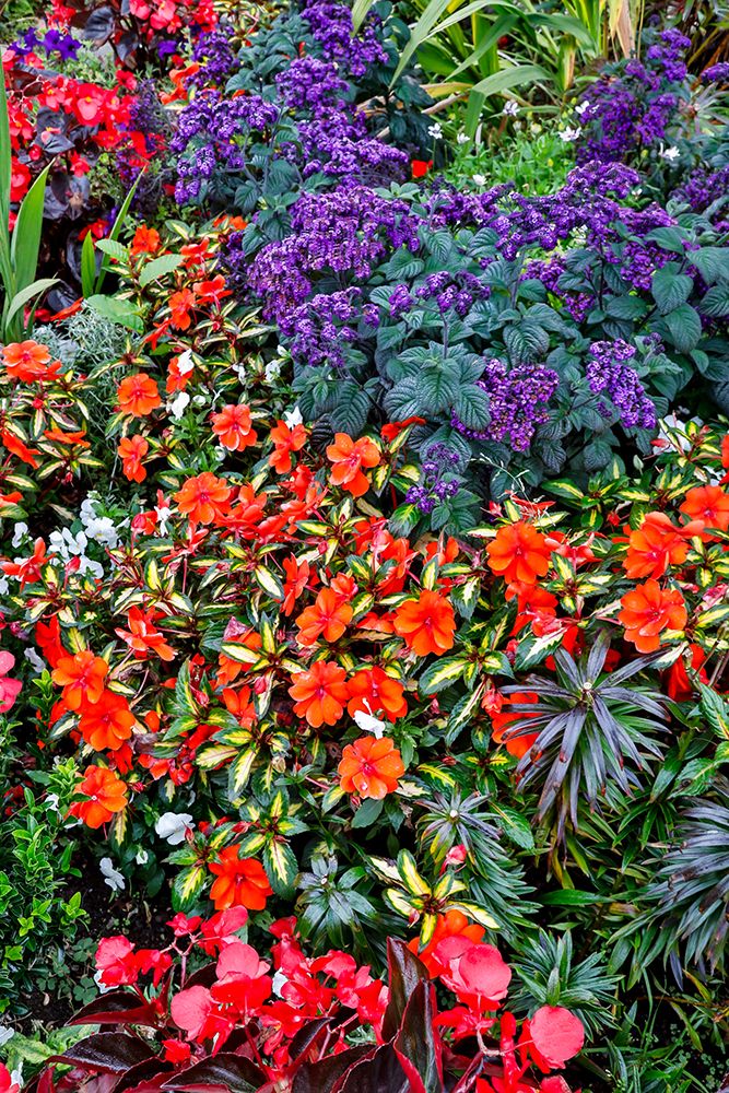 USA- Oregon. Cannon Beach Garden with orange New Guinea impatiens art print by Darrell Gulin for $57.95 CAD