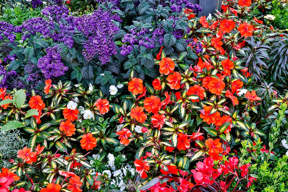 USA- Oregon. Cannon Beach Garden with orange New Guinea impatiens art print by Darrell Gulin for $57.95 CAD