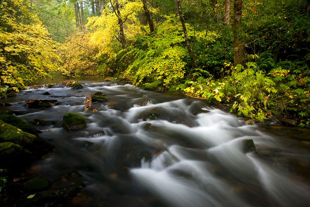 USA- Oregon- Silver Fall State Park fall colors along South Fork Silver Falls Creek art print by Darrell Gulin for $57.95 CAD