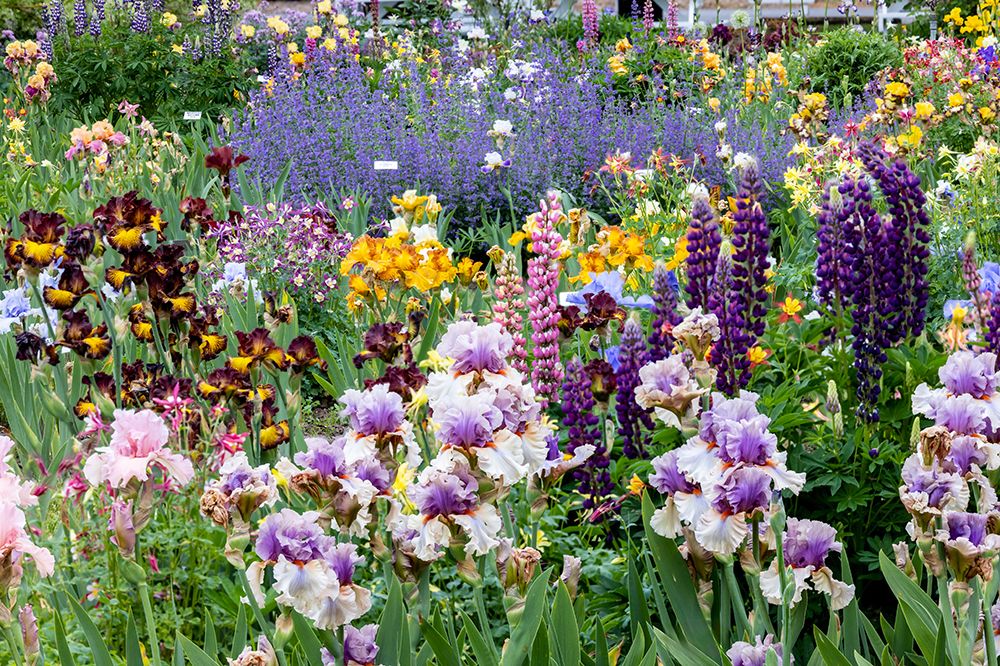 USA, Oregon. Garden in full bloom with bearded iris and Russell lupine. art print by Darrell Gulin for $57.95 CAD