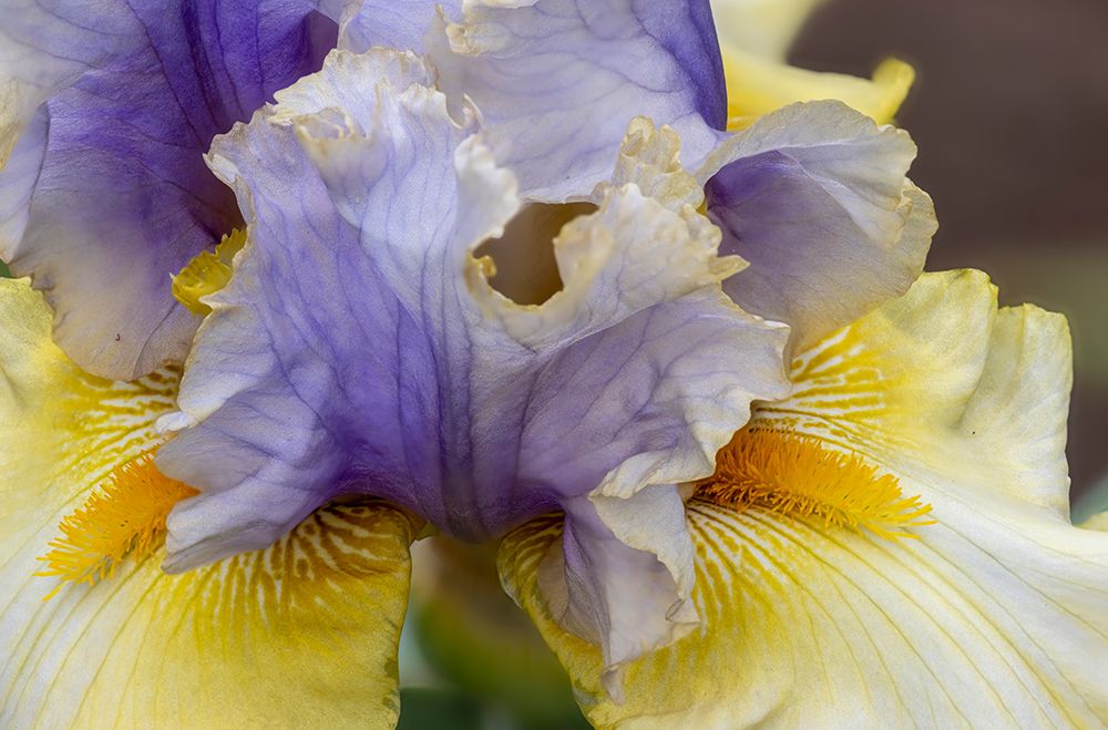 USA, Oregon. Garden in full bloom with close-up of bearded iris art print by Darrell Gulin for $57.95 CAD
