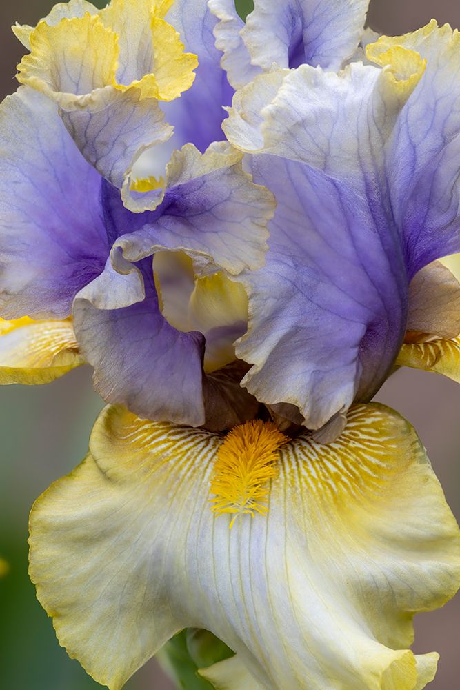 USA, Oregon. Garden in full bloom with close-up of bearded iris art print by Darrell Gulin for $57.95 CAD