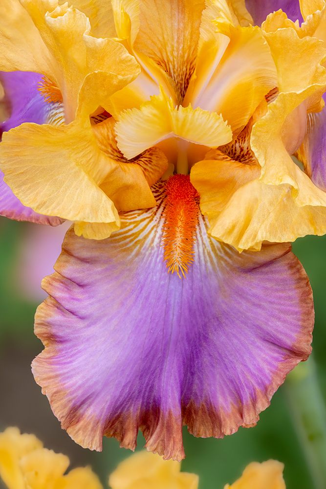 USA, Oregon. Garden in full bloom with close-up of bearded iris art print by Darrell Gulin for $57.95 CAD
