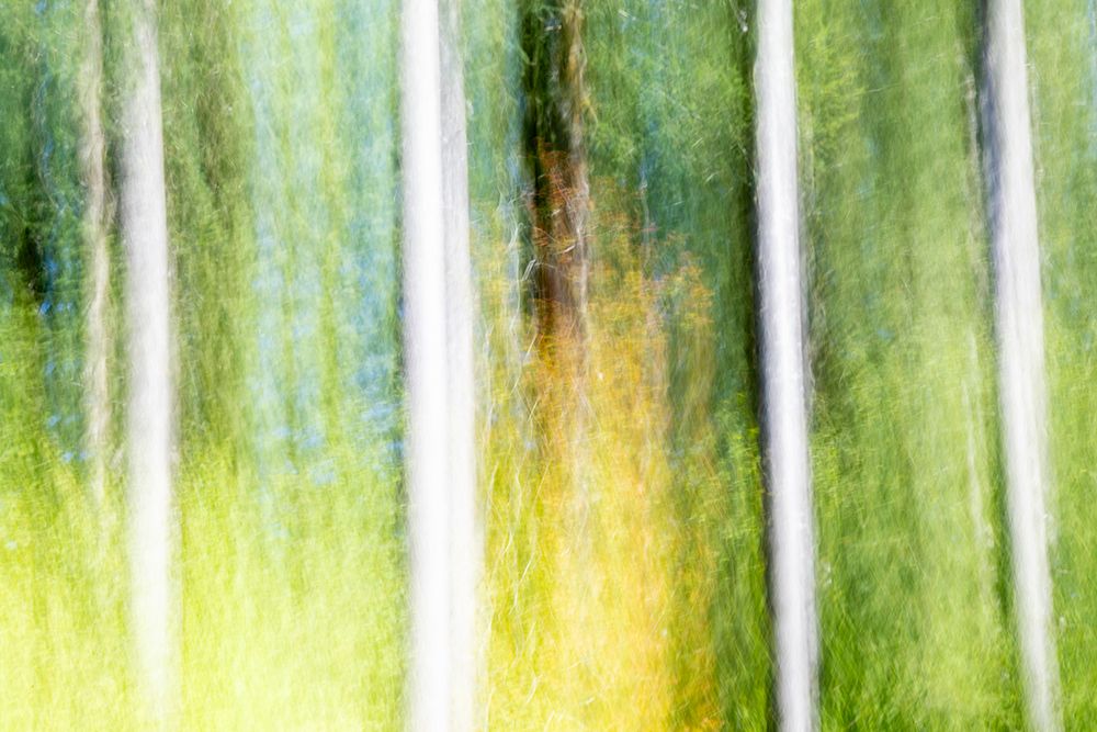 USA, Oregon, Tillamook State Forest tree pan with movement art print by Darrell Gulin for $57.95 CAD