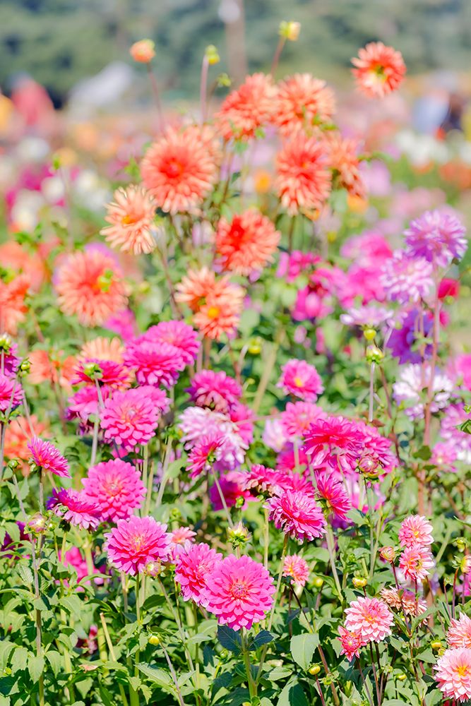 USA, Oregon. Dahlias in summer bloom. art print by Darrell Gulin for $57.95 CAD