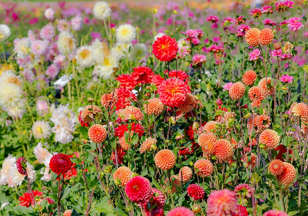 USA, Oregon. Dahlias in summer bloom. art print by Darrell Gulin for $57.95 CAD