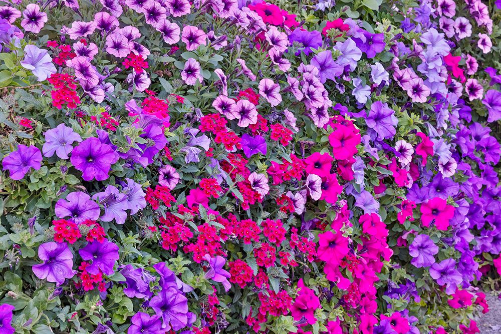 USA, Oregon, Camby, Swan Island dahlias with picture of colorful Petunias art print by Darrell Gulin for $57.95 CAD