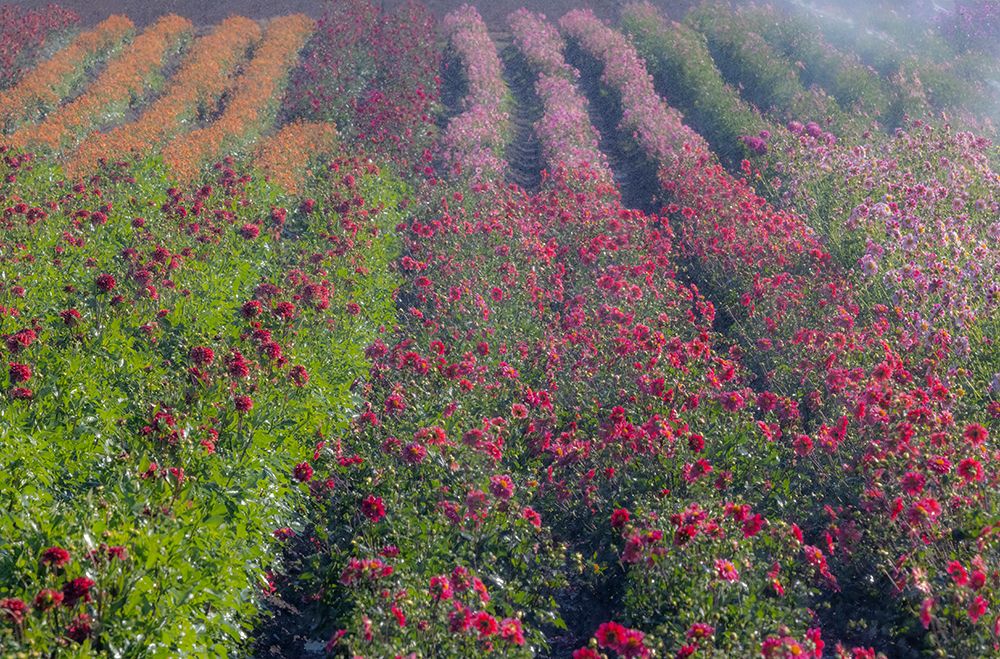 USA, Oregon. Dahlias in summer bloom. art print by Darrell Gulin for $57.95 CAD