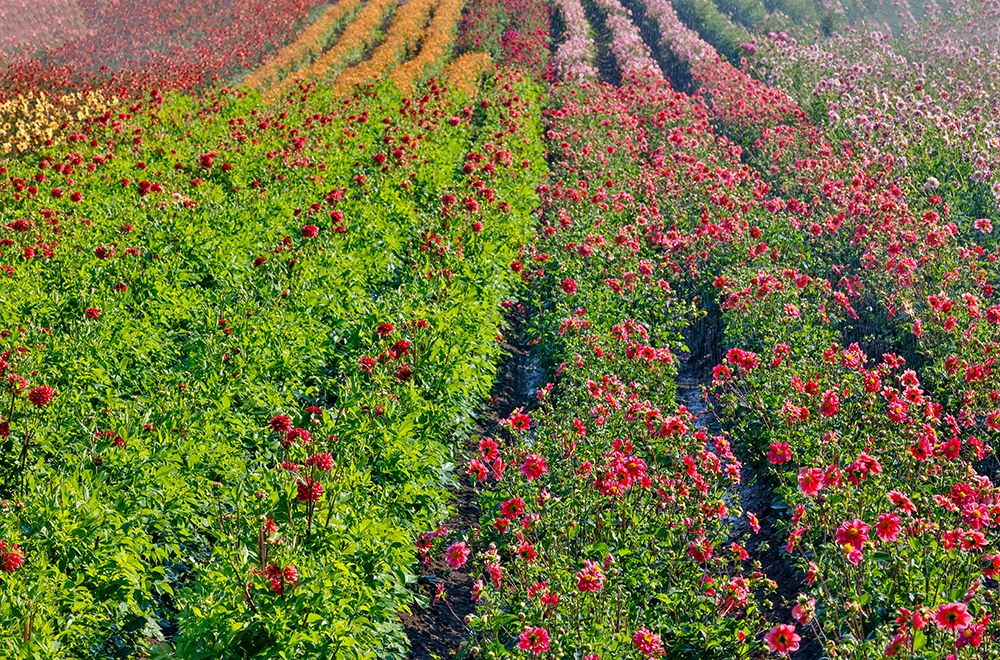 USA, Oregon. Dahlias in summer bloom. art print by Darrell Gulin for $57.95 CAD