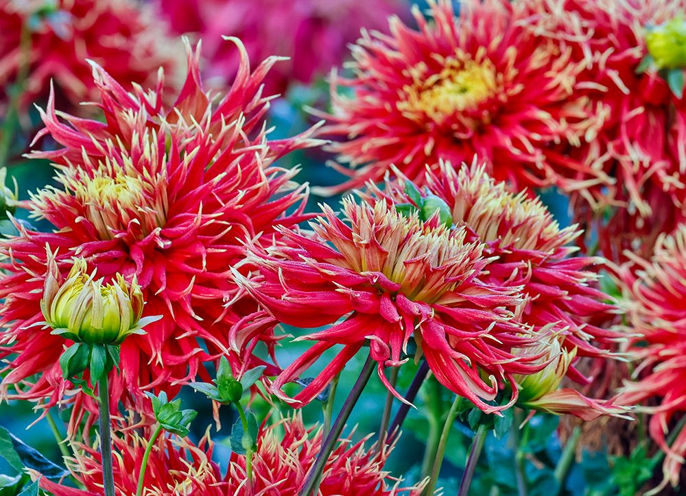 USA, Oregon. Dahlias in summer bloom. art print by Darrell Gulin for $57.95 CAD