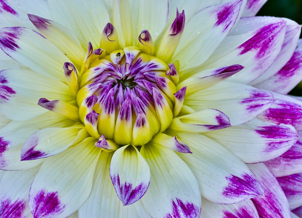 USA, Oregon. Dahlias in summer bloom. art print by Darrell Gulin for $57.95 CAD