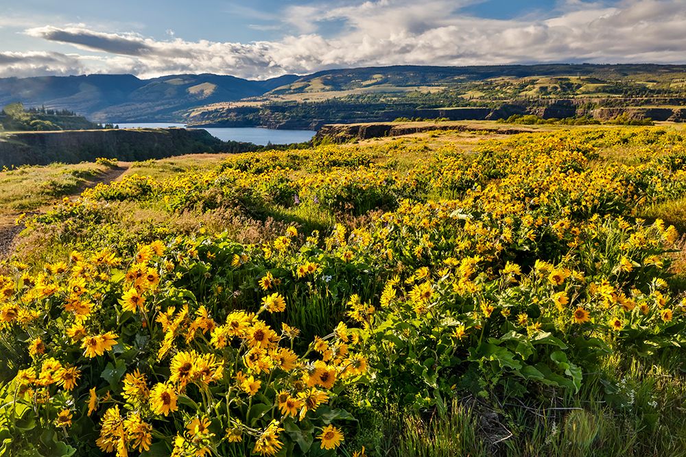 USA, Oregon. Rowena Crest on Old Highway 30 above Columbia River and springtime balsamroot blooming art print by Darrell Gulin for $57.95 CAD