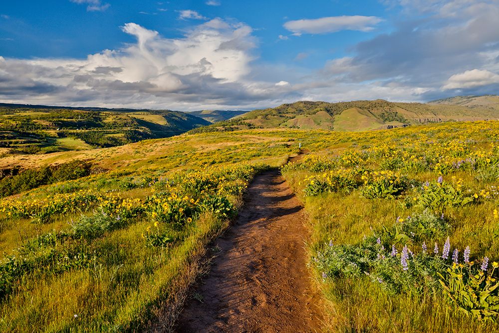 Oregon. Rowena Crest above Columbia River, springtime balsamroot and lupine blooming along trail art print by Darrell Gulin for $57.95 CAD