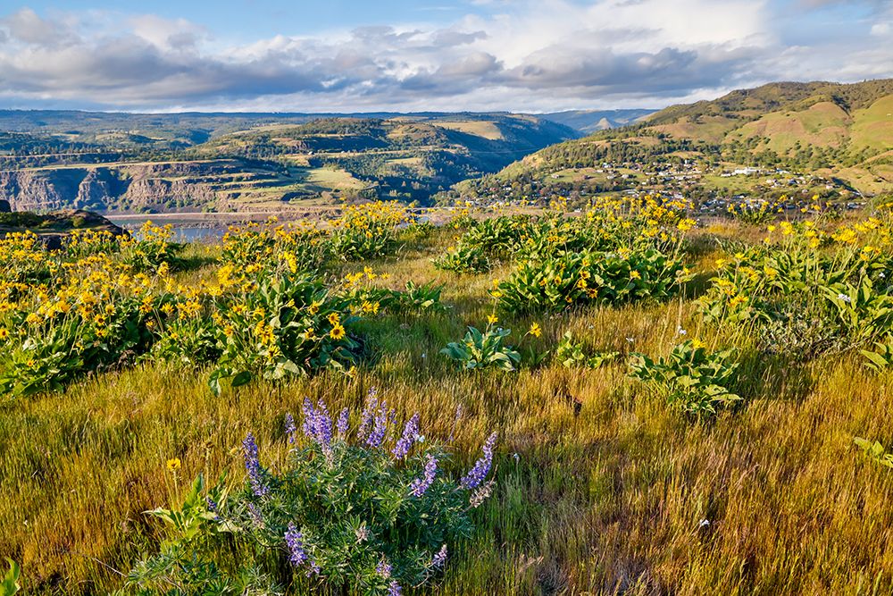 Oregon. Rowena Crest above Columbia River, springtime balsamroot and lupine blooming along trail art print by Darrell Gulin for $57.95 CAD