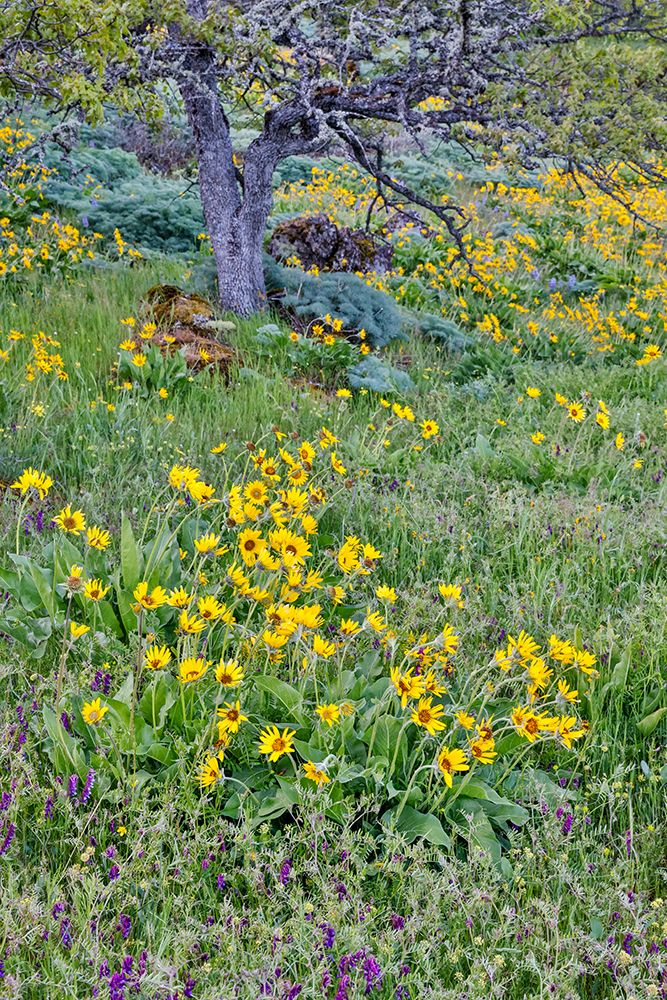Oregon. Rowena Crest above Columbia River, springtime balsamroot and lupine blooming along trail art print by Darrell Gulin for $57.95 CAD