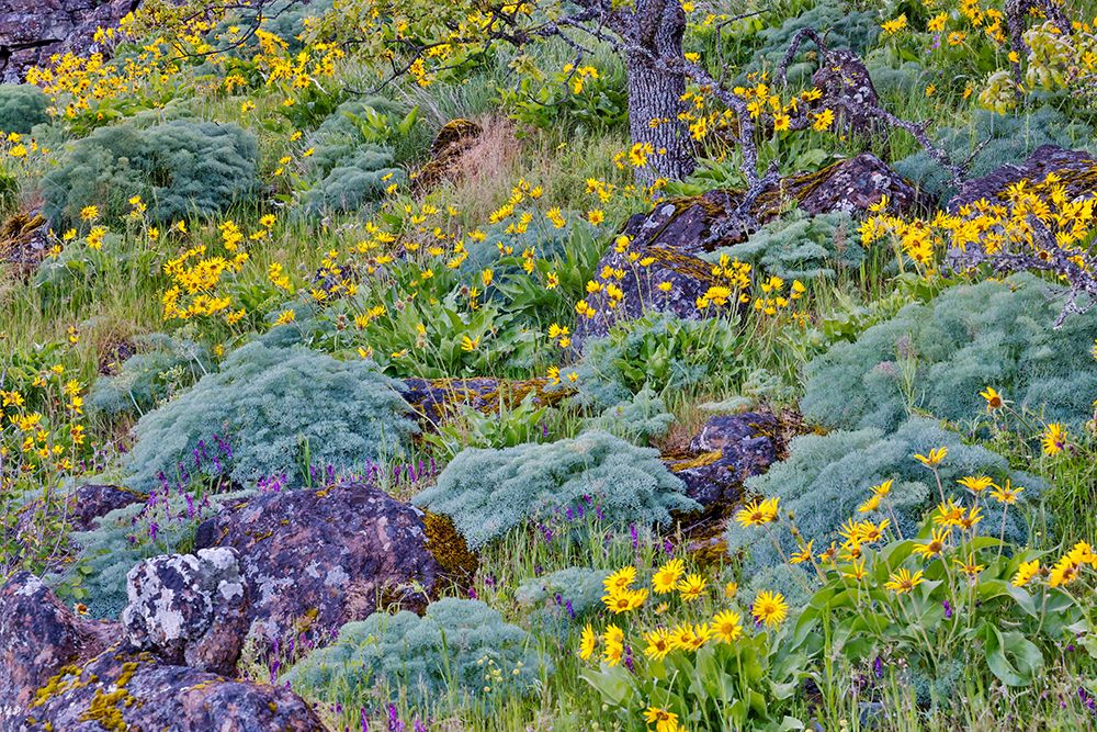 Oregon. Rowena Crest above Columbia River, springtime balsamroot and lupine blooming along trail art print by Darrell Gulin for $57.95 CAD