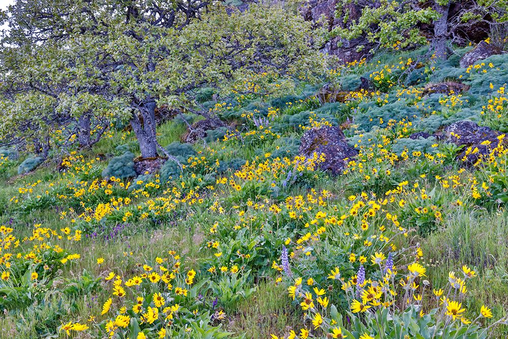 Oregon. Rowena Crest above Columbia River, springtime balsamroot and lupine blooming along trail art print by Darrell Gulin for $57.95 CAD