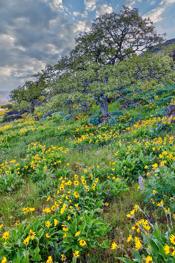 Oregon. Rowena Crest above Columbia River, springtime balsamroot and lupine blooming along trail art print by Darrell Gulin for $57.95 CAD