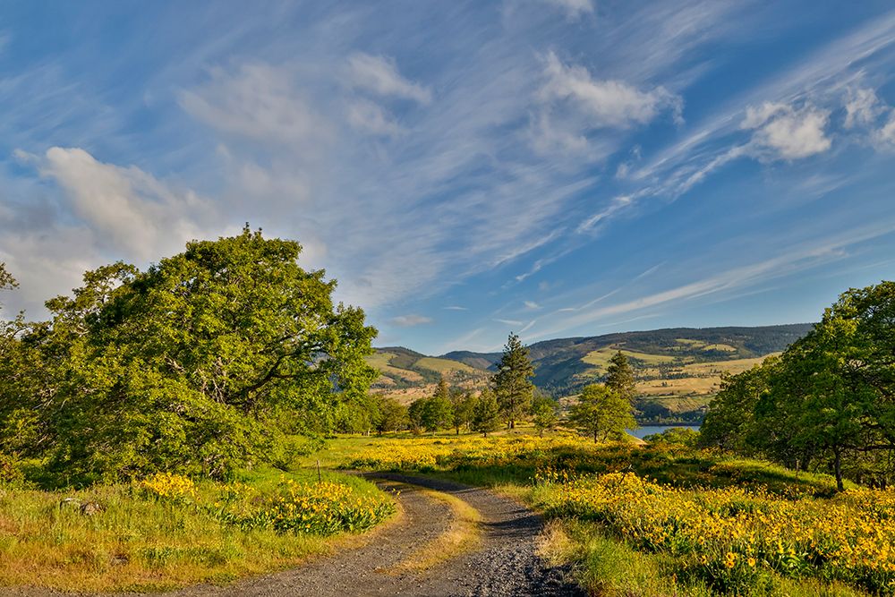 Oregon. Rowena Crest above Columbia River, springtime balsamroot and lupine blooming along trail art print by Darrell Gulin for $57.95 CAD