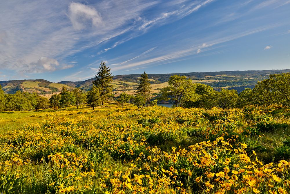 USA, Oregon, Mosier. Landscape of balsamroot and oaks on hillside above the Columbia River art print by Darrell Gulin for $57.95 CAD