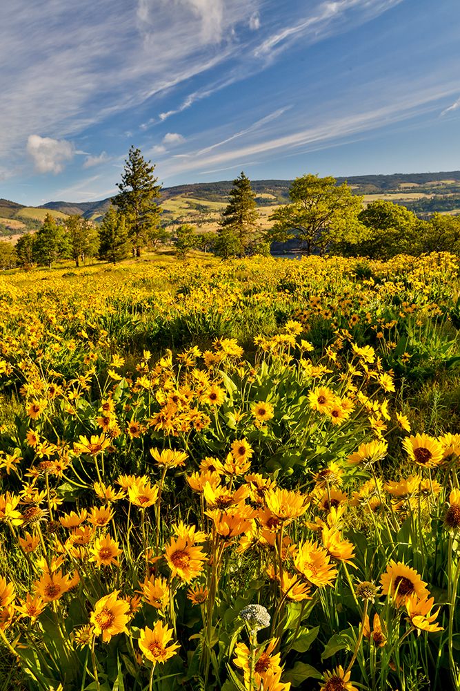 USA, Oregon, Mosier. Landscape of balsamroot and oaks on hillside above the Columbia River art print by Darrell Gulin for $57.95 CAD