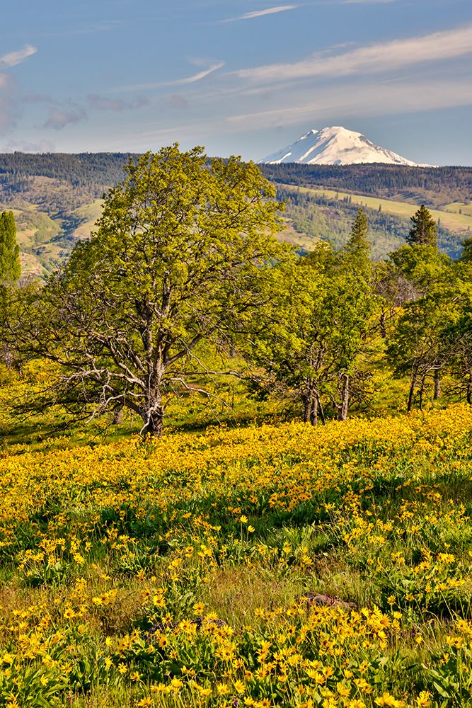 USA, Oregon, Mosier. Landscape of oaks and yellow balsamroot with backdrop of Mt. Adams, art print by Darrell Gulin for $57.95 CAD