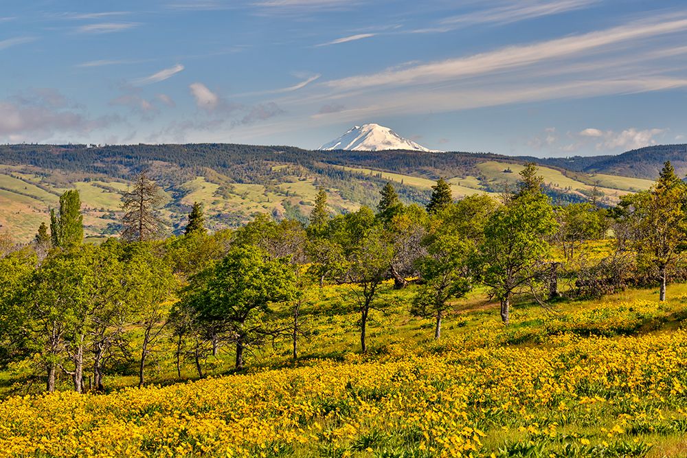 USA, Oregon, Mosier. Landscape of oaks and yellow balsamroot with backdrop of Mt. Adams, art print by Darrell Gulin for $57.95 CAD