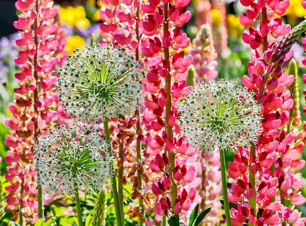USA, Oregon. Garden in full bloom with Allium and Russell lupine. art print by Darrell Gulin for $57.95 CAD