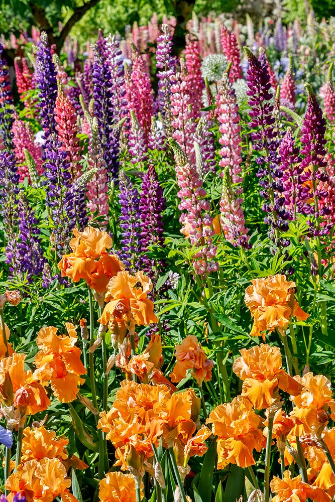 USA, Oregon. Garden in full bloom with bearded iris and Russell lupine. art print by Darrell Gulin for $57.95 CAD
