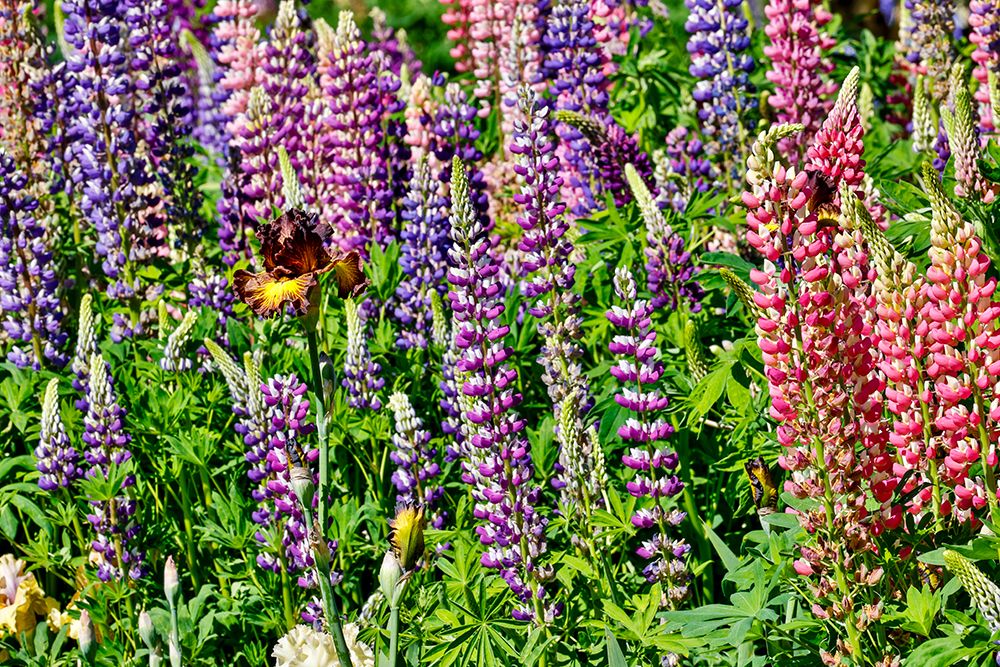 USA, Oregon. Garden in full bloom with bearded iris and Russell lupine. art print by Darrell Gulin for $57.95 CAD