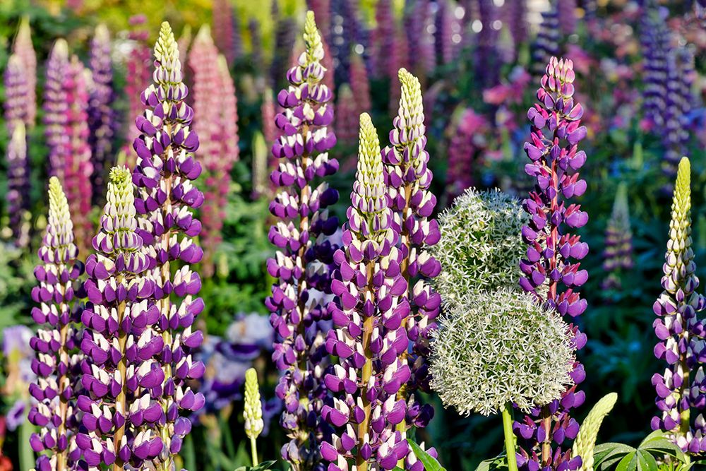 USA, Oregon. Garden in full bloom with Allium and Russell lupine. art print by Darrell Gulin for $57.95 CAD