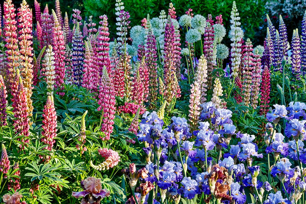 USA, Oregon. Garden in full bloom with bearded iris and Russell lupine. art print by Darrell Gulin for $57.95 CAD
