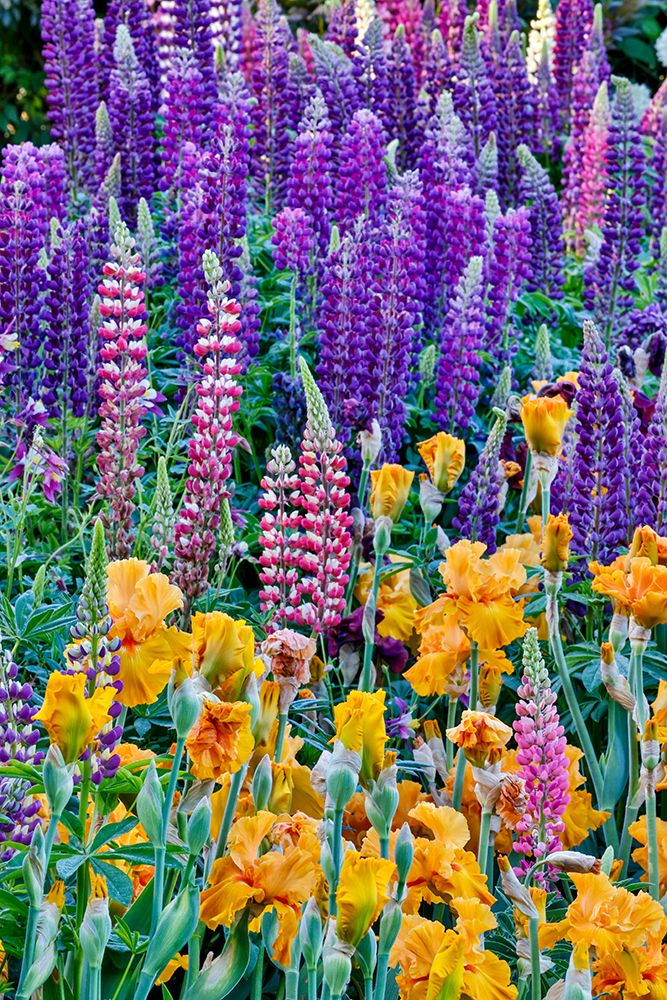 USA, Oregon. Garden in full bloom with bearded iris and Russell lupine. art print by Darrell Gulin for $57.95 CAD