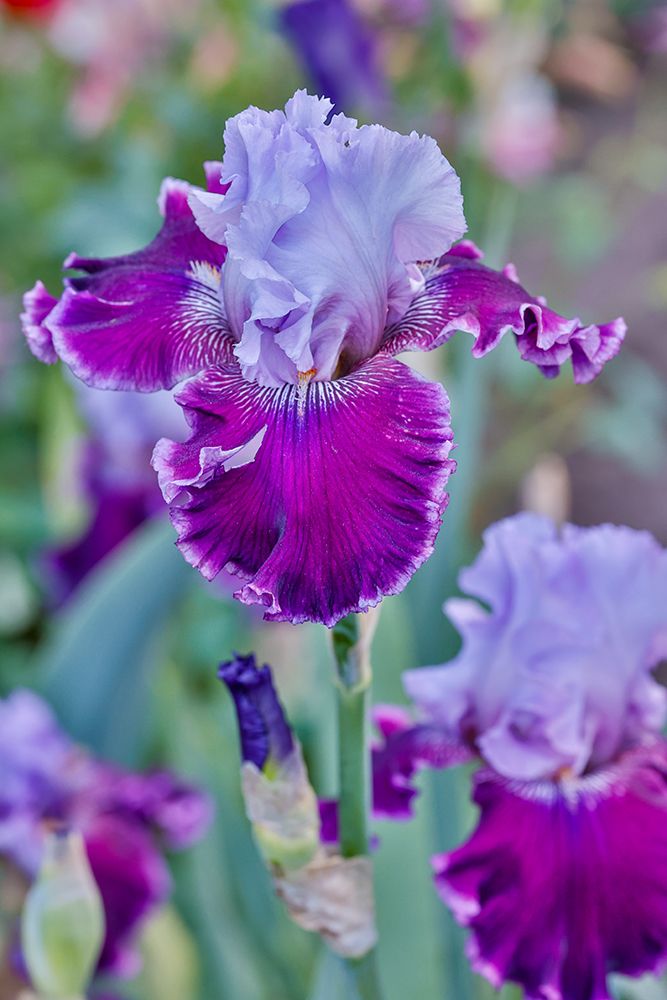 USA, Oregon. Garden in full bloom with bearded iris and Russell lupine. art print by Darrell Gulin for $57.95 CAD
