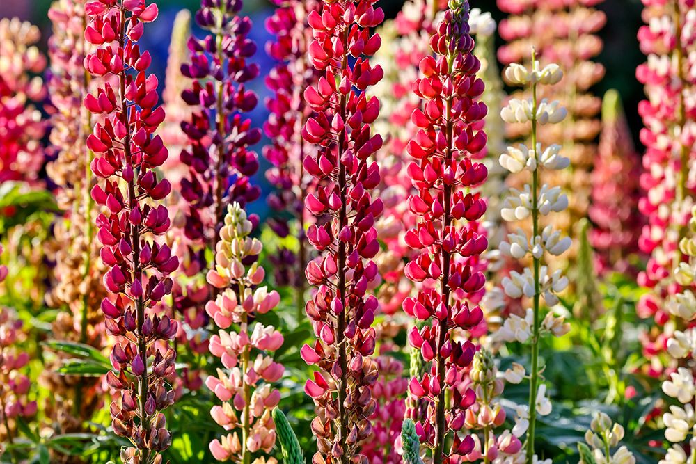 USA, Oregon. Garden in full bloom with close-up of Russell lupine. art print by Darrell Gulin for $57.95 CAD