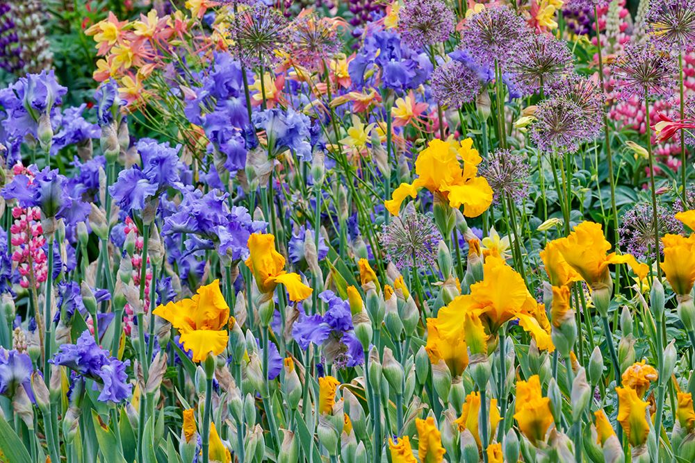 USA, Oregon. Garden in full bloom with bearded iris and Russell lupine. art print by Darrell Gulin for $57.95 CAD