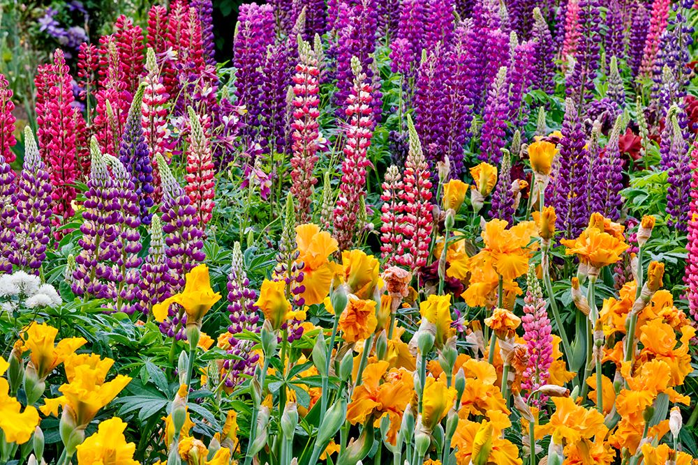 USA, Oregon. Garden in full bloom with bearded iris and Russell lupine. art print by Darrell Gulin for $57.95 CAD