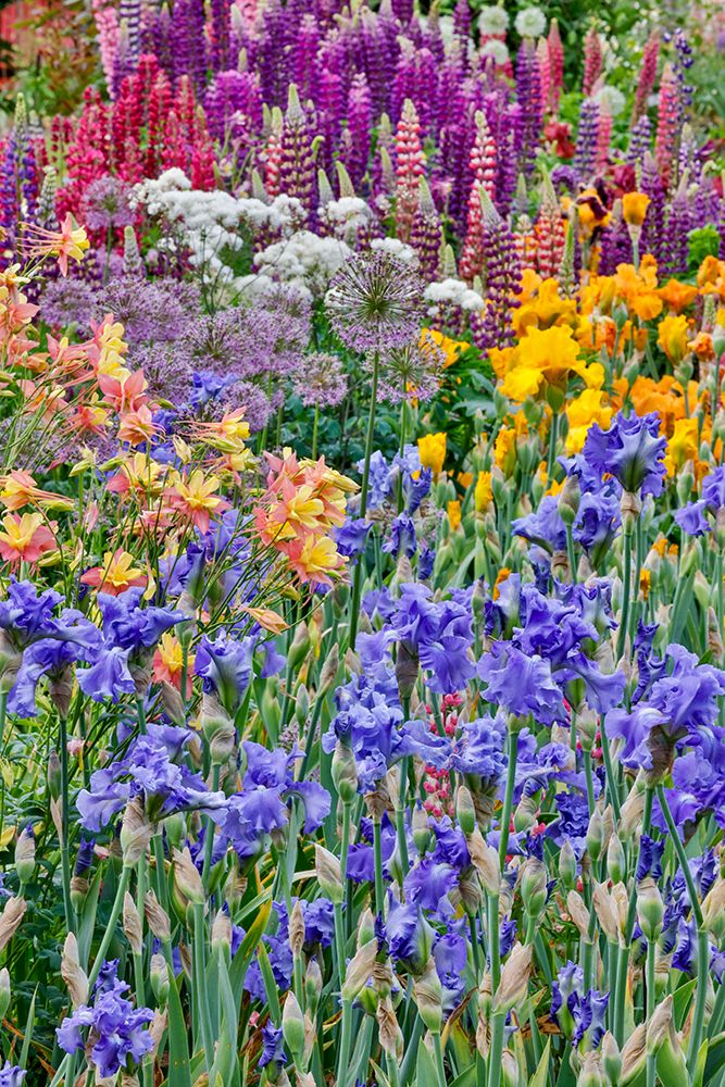 USA, Oregon. Garden in full bloom with bearded iris and Russell lupine. art print by Darrell Gulin for $57.95 CAD