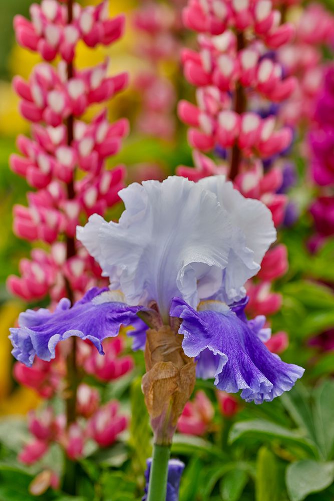 USA, Oregon. Garden in full bloom with bearded iris and Russell lupine. art print by Darrell Gulin for $57.95 CAD