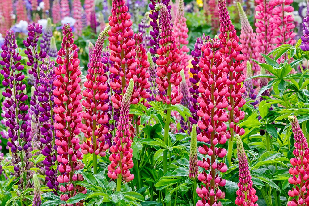 USA, Oregon. Garden in full bloom with close-up of Russell lupine. art print by Darrell Gulin for $57.95 CAD