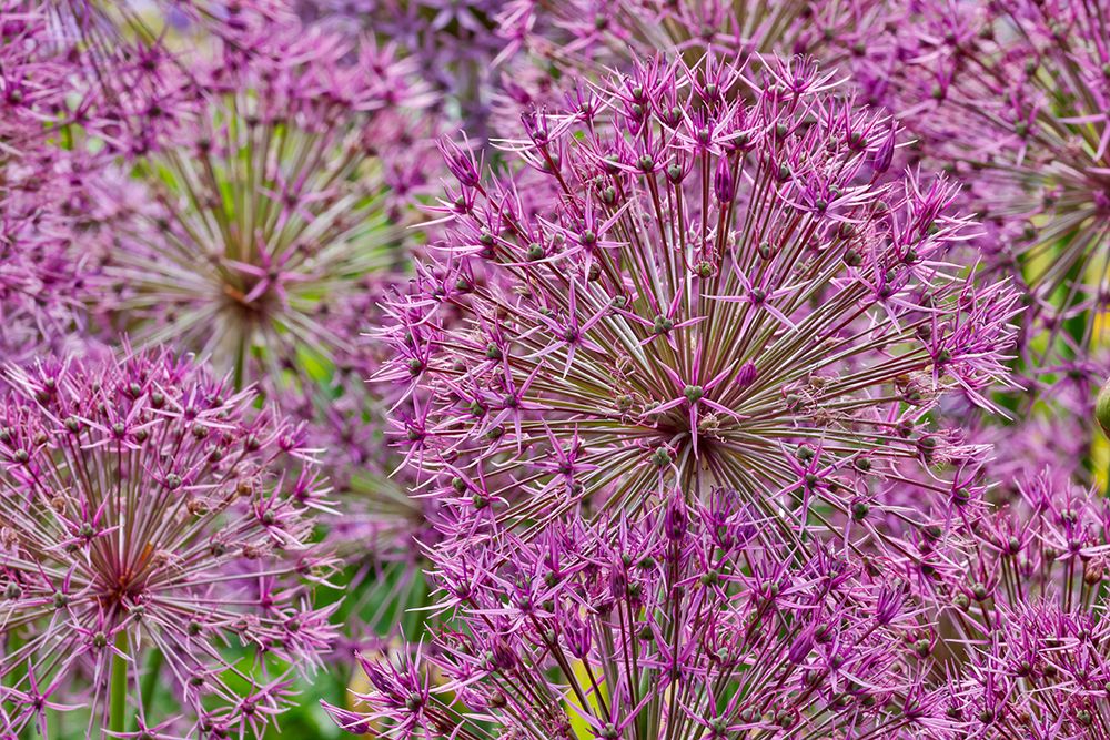 USA, Oregon. Garden in full bloom with close-up of Allium art print by Darrell Gulin for $57.95 CAD
