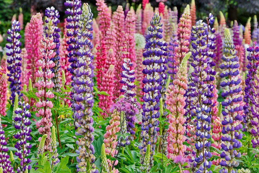USA, Oregon. Garden in full bloom with Allium and Russell lupine. art print by Darrell Gulin for $57.95 CAD