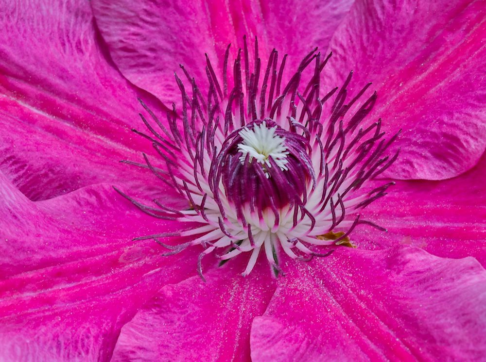 USA, Oregon. Garden in full bloom with close-up of clematis art print by Darrell Gulin for $57.95 CAD