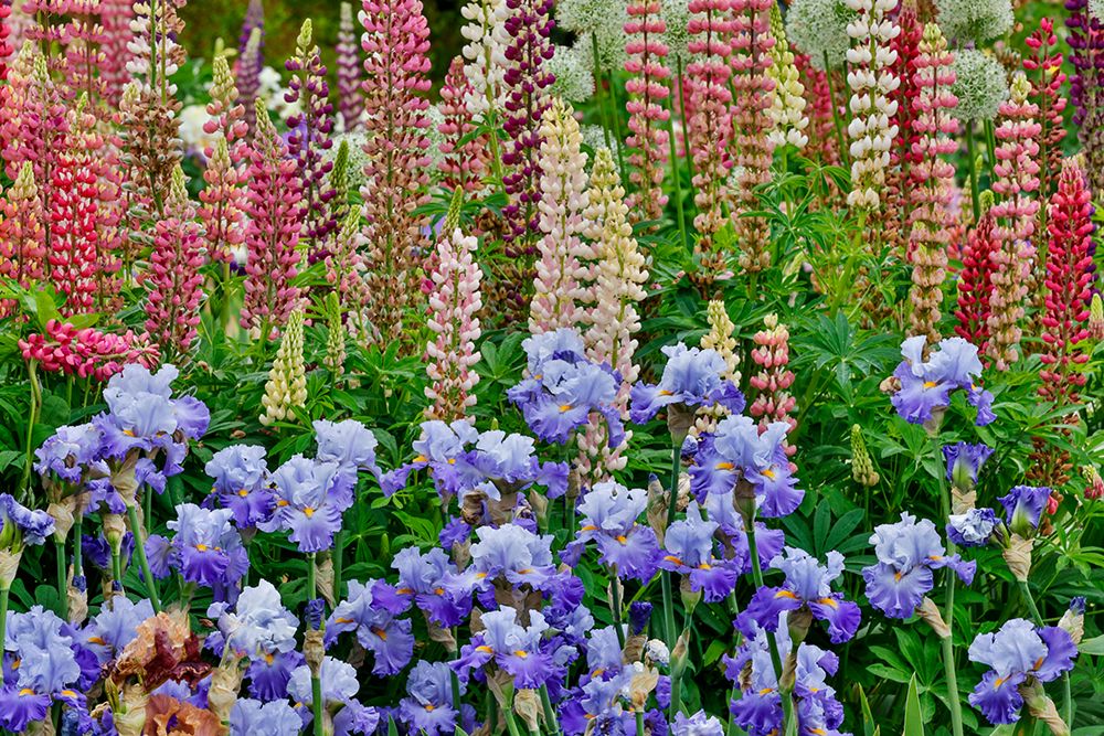 USA, Oregon. Garden in full bloom with bearded iris and Russell lupine. art print by Darrell Gulin for $57.95 CAD