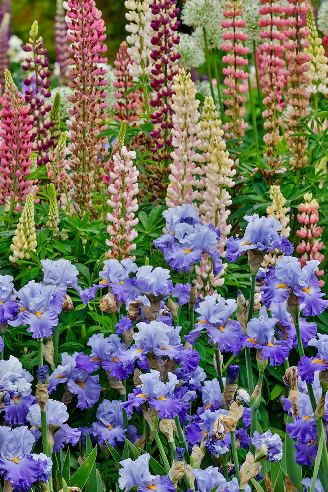 USA, Oregon. Garden in full bloom with bearded iris and Russell lupine. art print by Darrell Gulin for $57.95 CAD