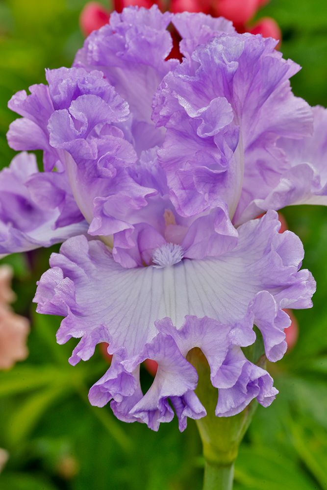 USA, Oregon. Garden in full bloom with close-up of bearded iris art print by Darrell Gulin for $57.95 CAD