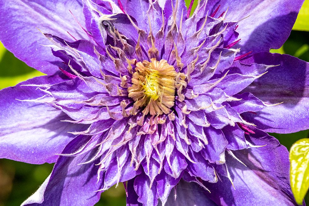 USA, Oregon. Garden in full bloom with close-up of clematis art print by Darrell Gulin for $57.95 CAD