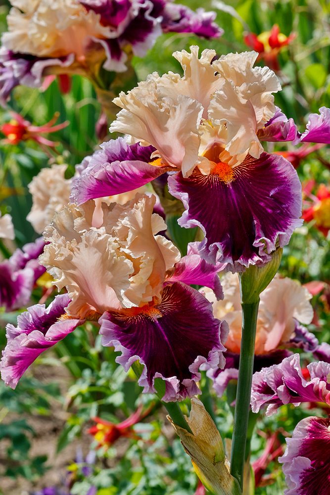 USA, Oregon. Garden in full bloom with close-up of bearded iris art print by Darrell Gulin for $57.95 CAD